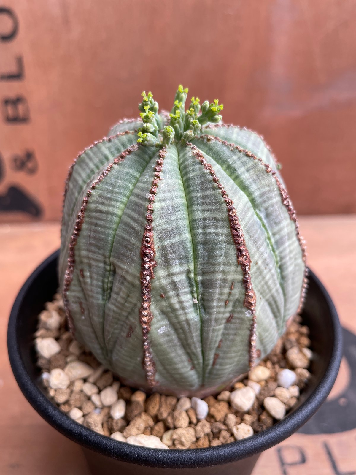 sin.723　ユーフォルビア　オベサ No.041 ユーフォルビア オベサ / Euphorbia Obesa Φ7 x 6.5cm