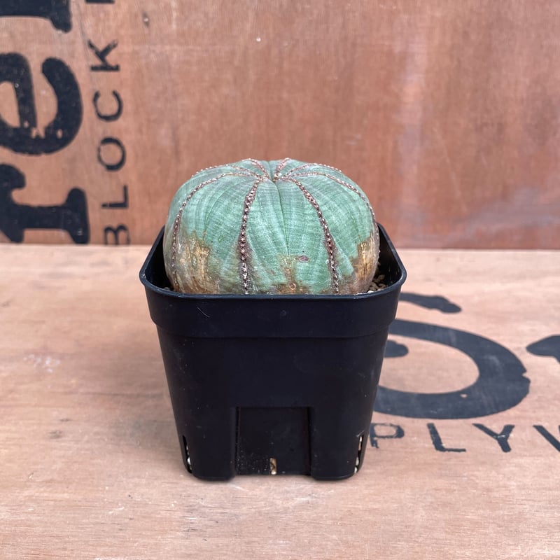 No.025 ユーフォルビア オベサ / Euphorbia Obesa 美形 扁平 中株 陥