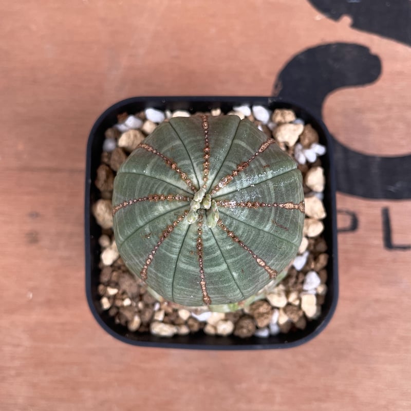 No.013 ユーフォルビア オベサ / Euphorbia Obesa 木質化 異形 No.013 ユーフォルビア オベサ / Euphorbia Obesa 木質化 異形