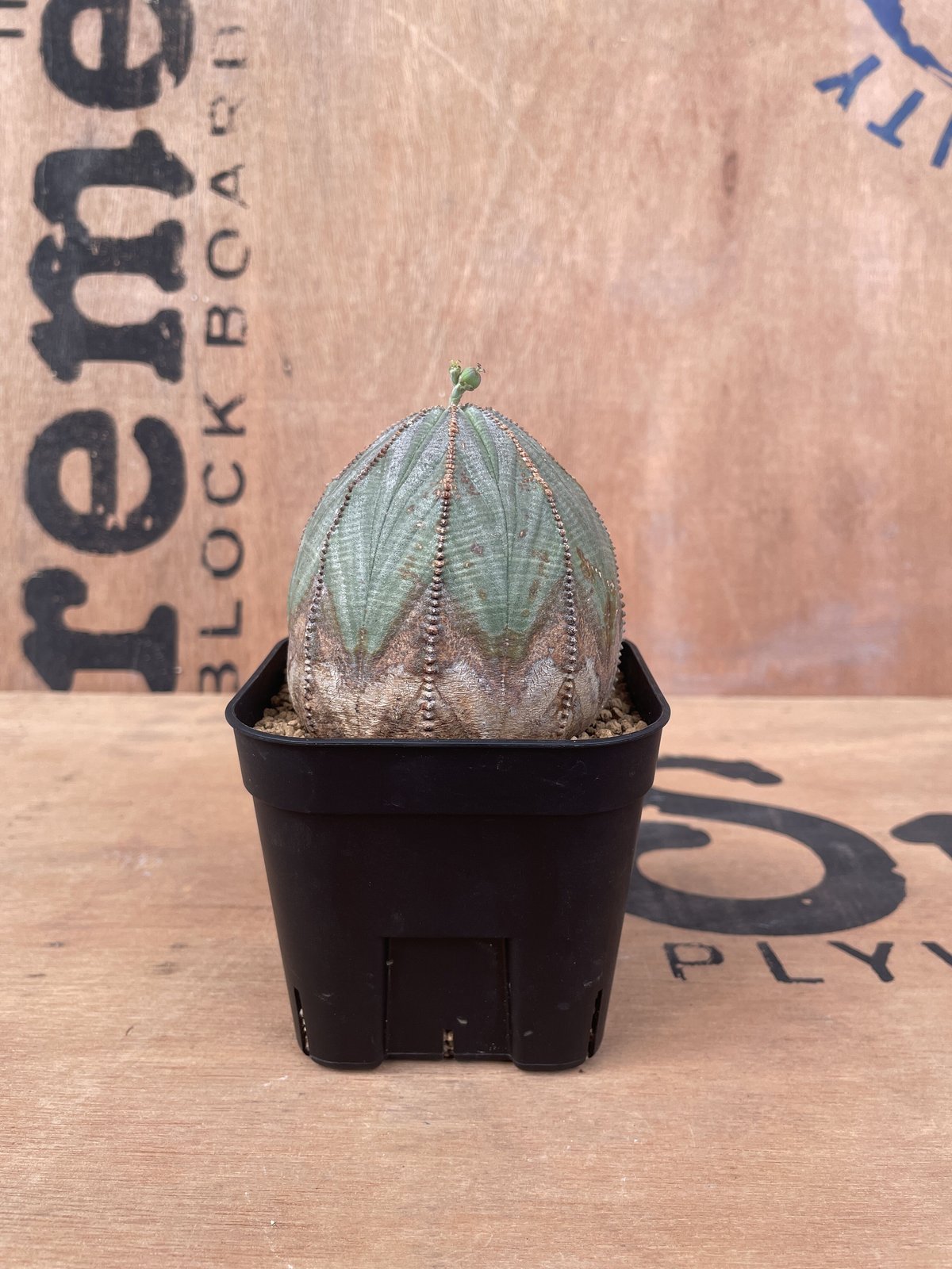 No.015 ユーフォルビア オベサ / Euphorbia Obesa 木質化 美形 中株 ...