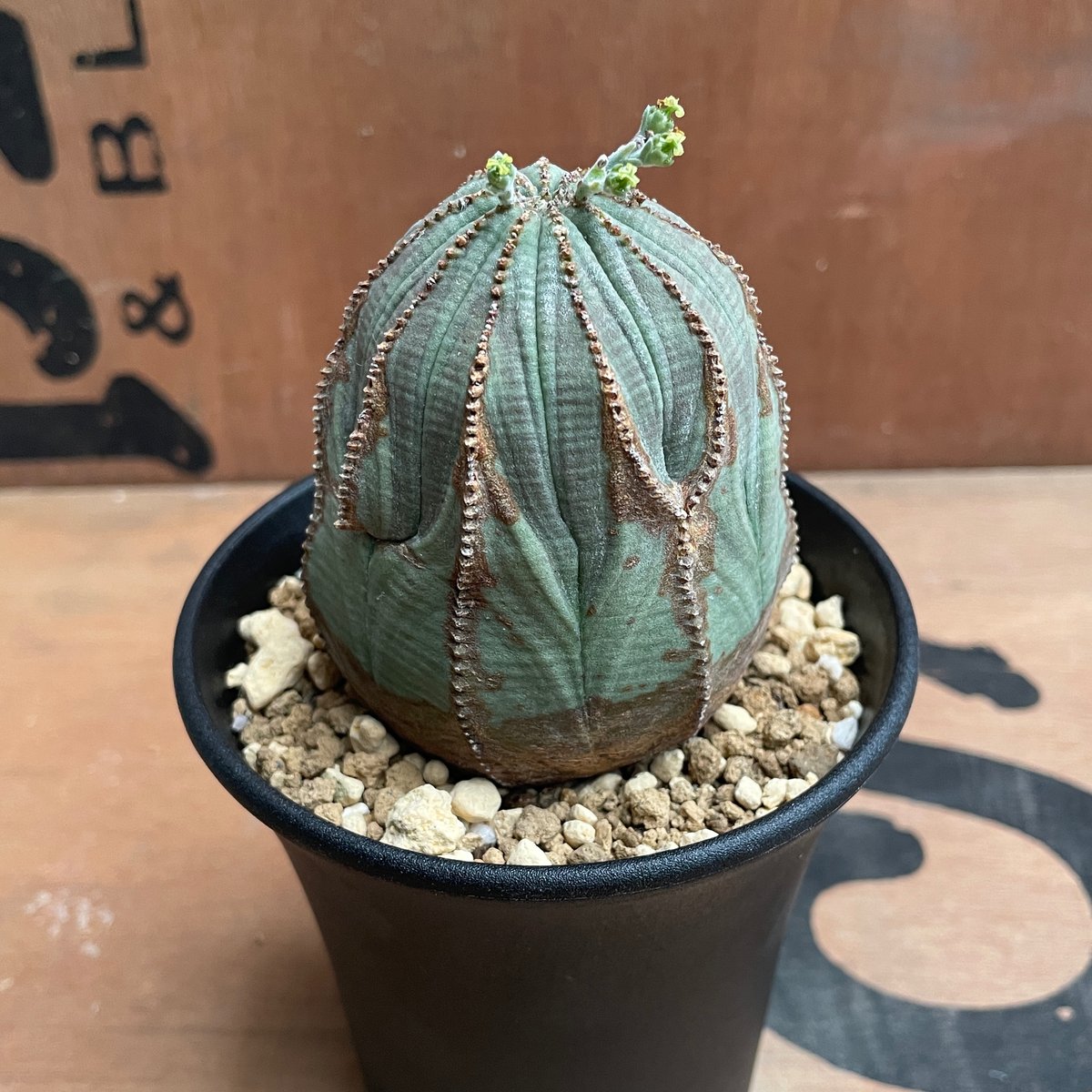 No.046 ユーフォルビア オベサ / Euphorbia Obesa Φ6.5 x 7cm