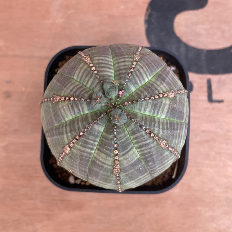 No.009 ユーフォルビア オベサ / Euphorbia Obesa 木質化