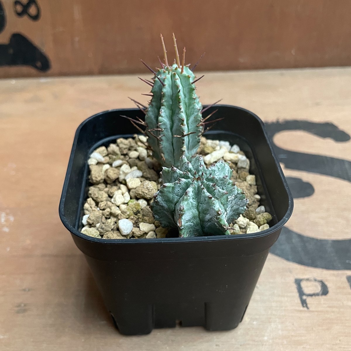 ユーフォルビア ホリダ ◆鉢ごと子株付き No.028 ユーフォルビア ホリダ / Euphorbia Horrida 子株×2 | N