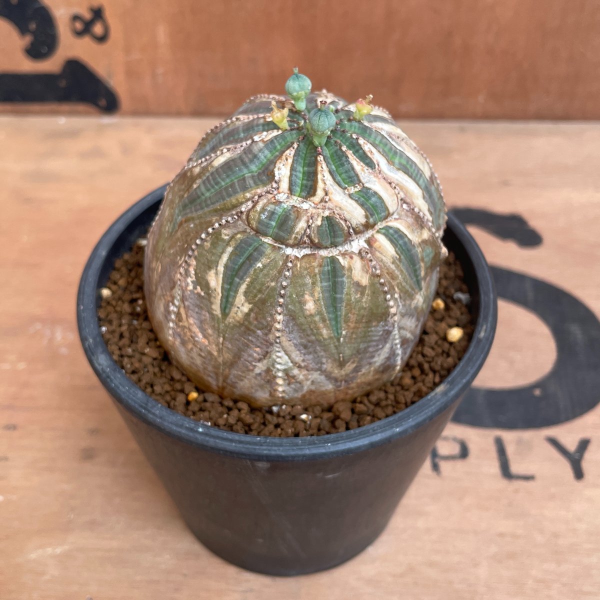 巨大オベサ 傷あり No.038 ユーフォルビア オベサ / Euphorbia Obesa 木質化 傷あり ♀
