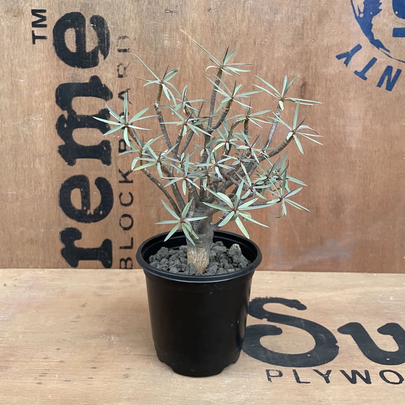 ユーフォルビア　バルサミフェラ　現地球　発根済み ユーフォルビア バルサミフェラ ユーフォルビア バルサミフェラ 現地球