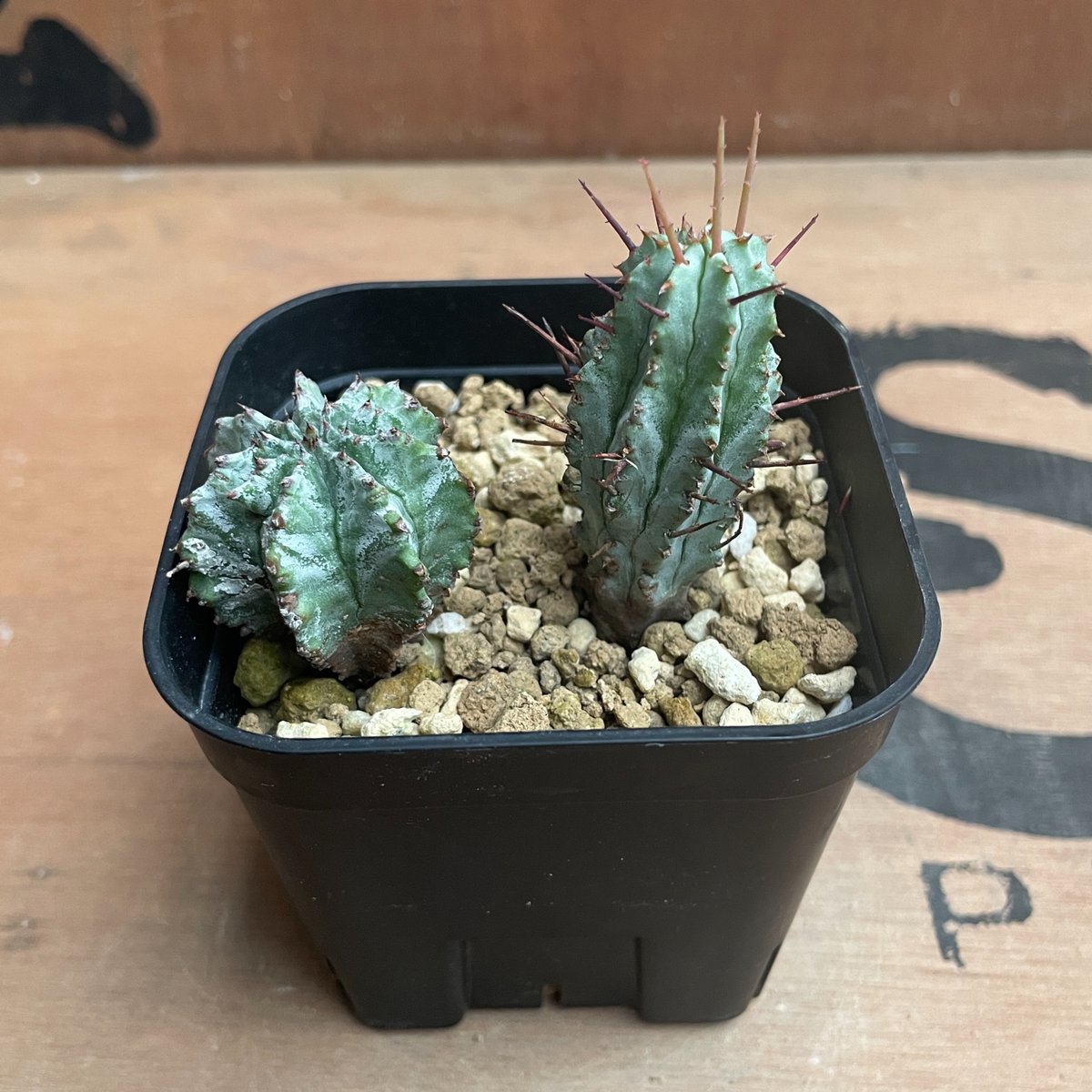 No.028 ユーフォルビア ホリダ / Euphorbia Horrida 子株×2 | N