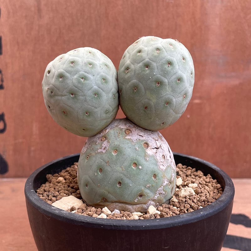 No.004 テフロカクタス ゲオメトリクス / Tephrocactus geometric