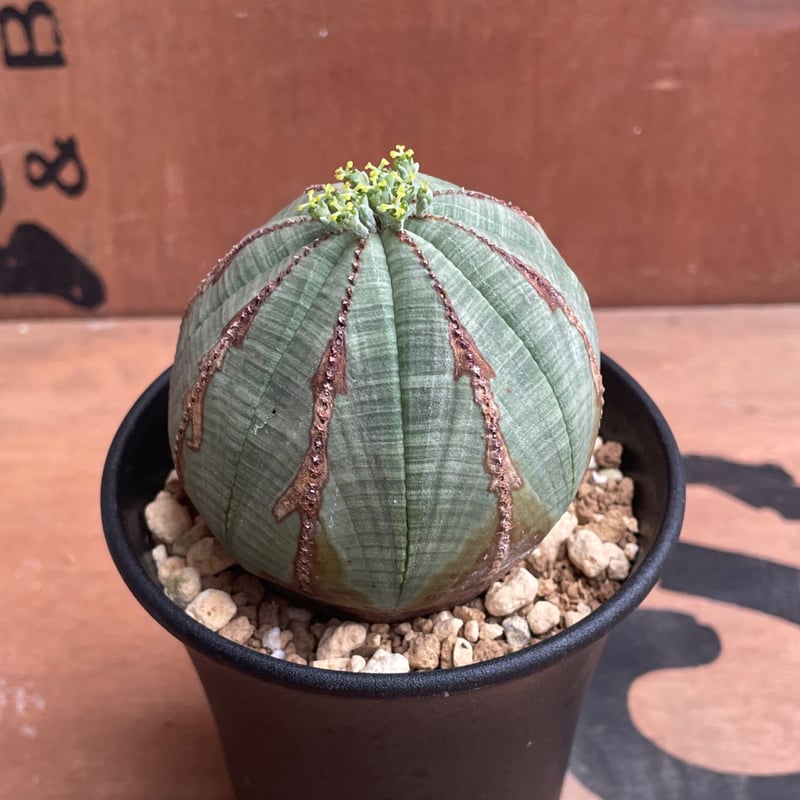 No.048 ユーフォルビア オベサ / Euphorbia Obesa Φ7.5 x 6.5