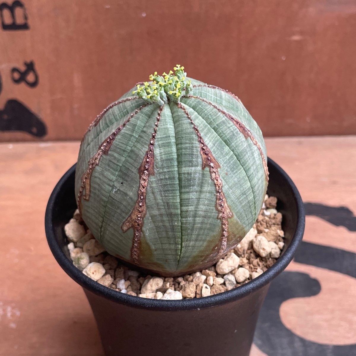 ④ユーフォルビア　オベサ　obesa 輸入株　7cm　ホリダ ④ユーフォルビア オベサ obesa 輸入株 7cm ホリダ Euphorbia obesa (f