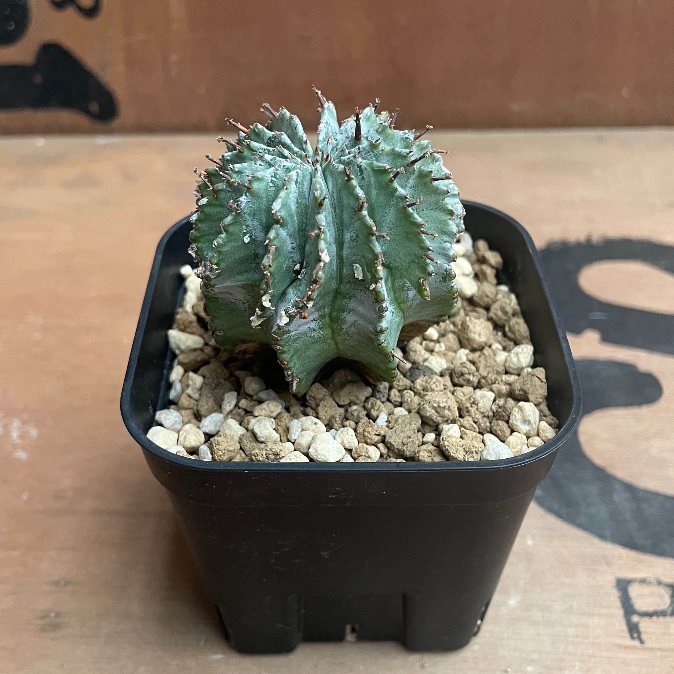 ☆極上品☆ゼブラホリダ　関上ホリダ　ホリダ　幅9cm 白衣ホリダ　オベサ original