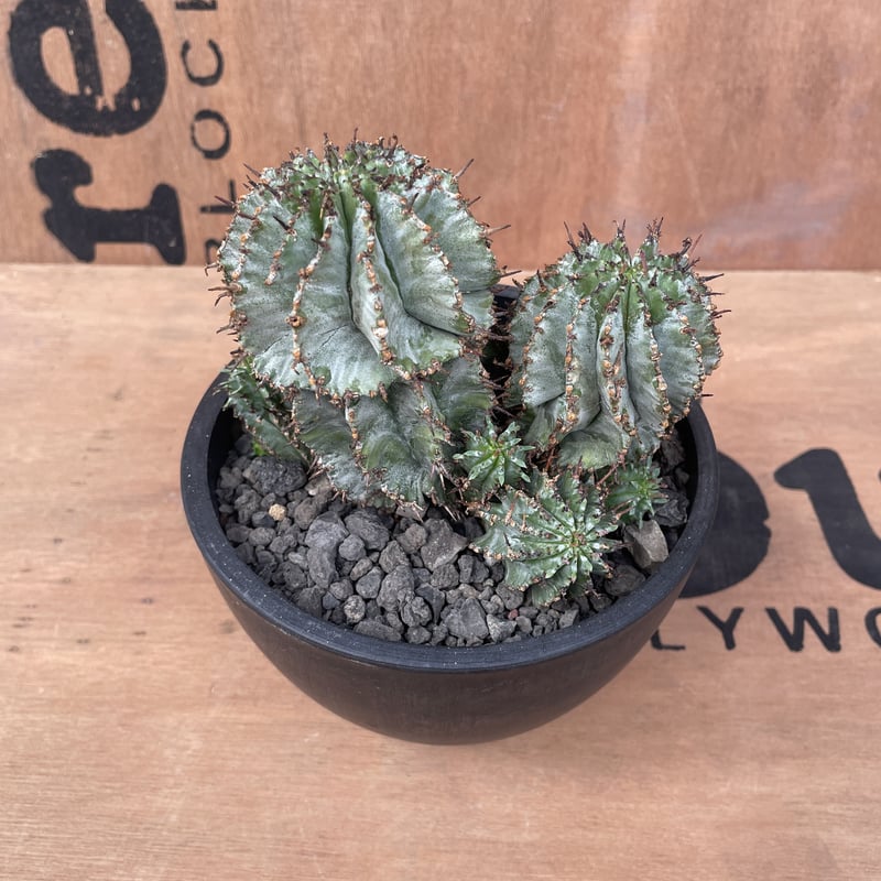 No.022 ユーフォルビア ホリダ / Euphorbia Horrida 群生株 Φ13