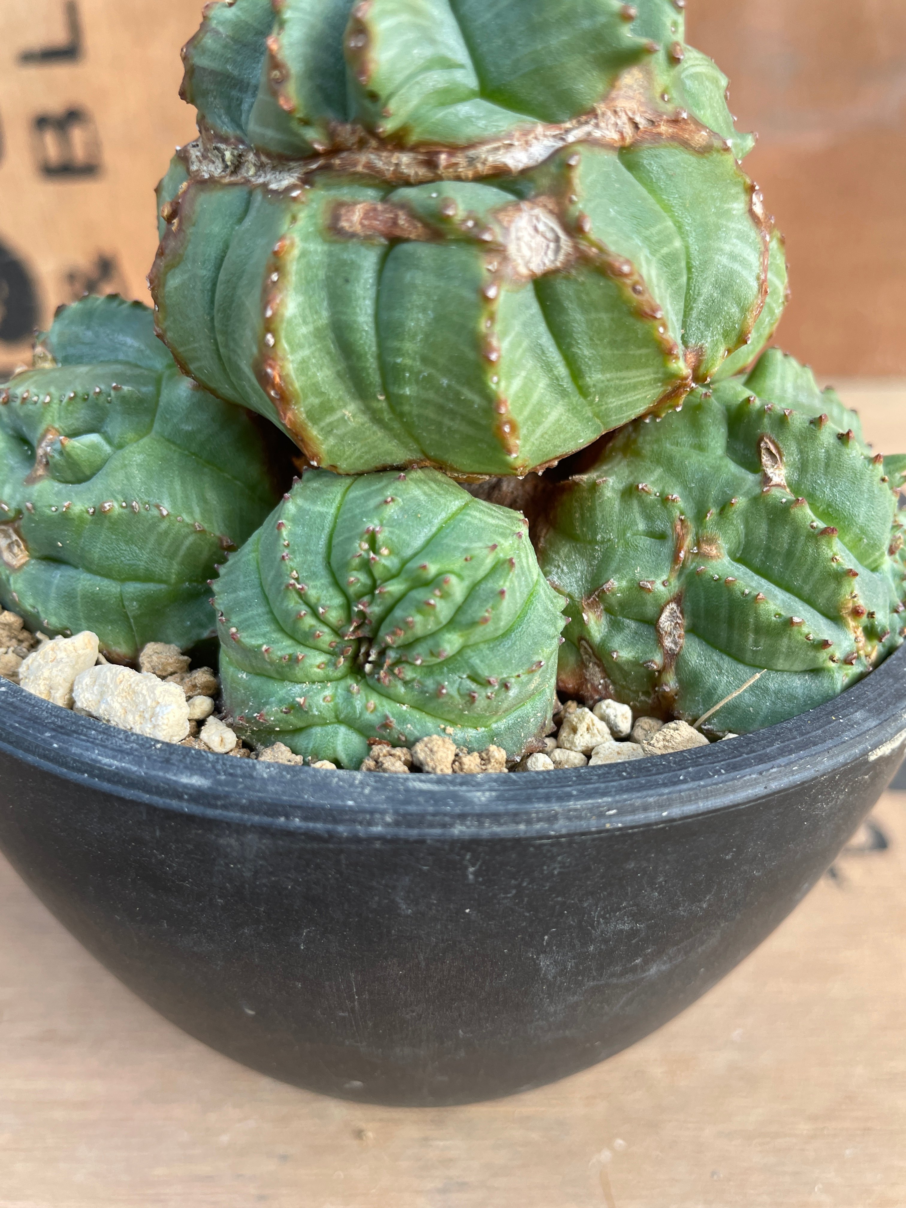 No.070 ユーフォルビア オベサ / Euphorbia Obesa モンスト 綴化 子吹