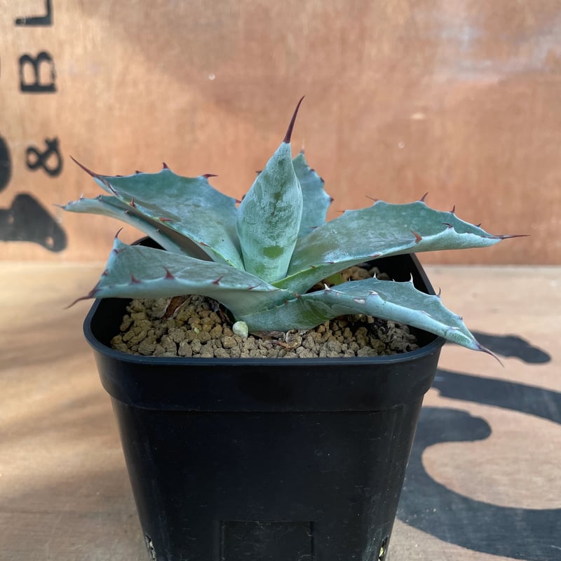 パラサナマルガリータハイブリッド No.001 アガベ パラサナ ハイブリッド / Agave Parrasana Hybrid