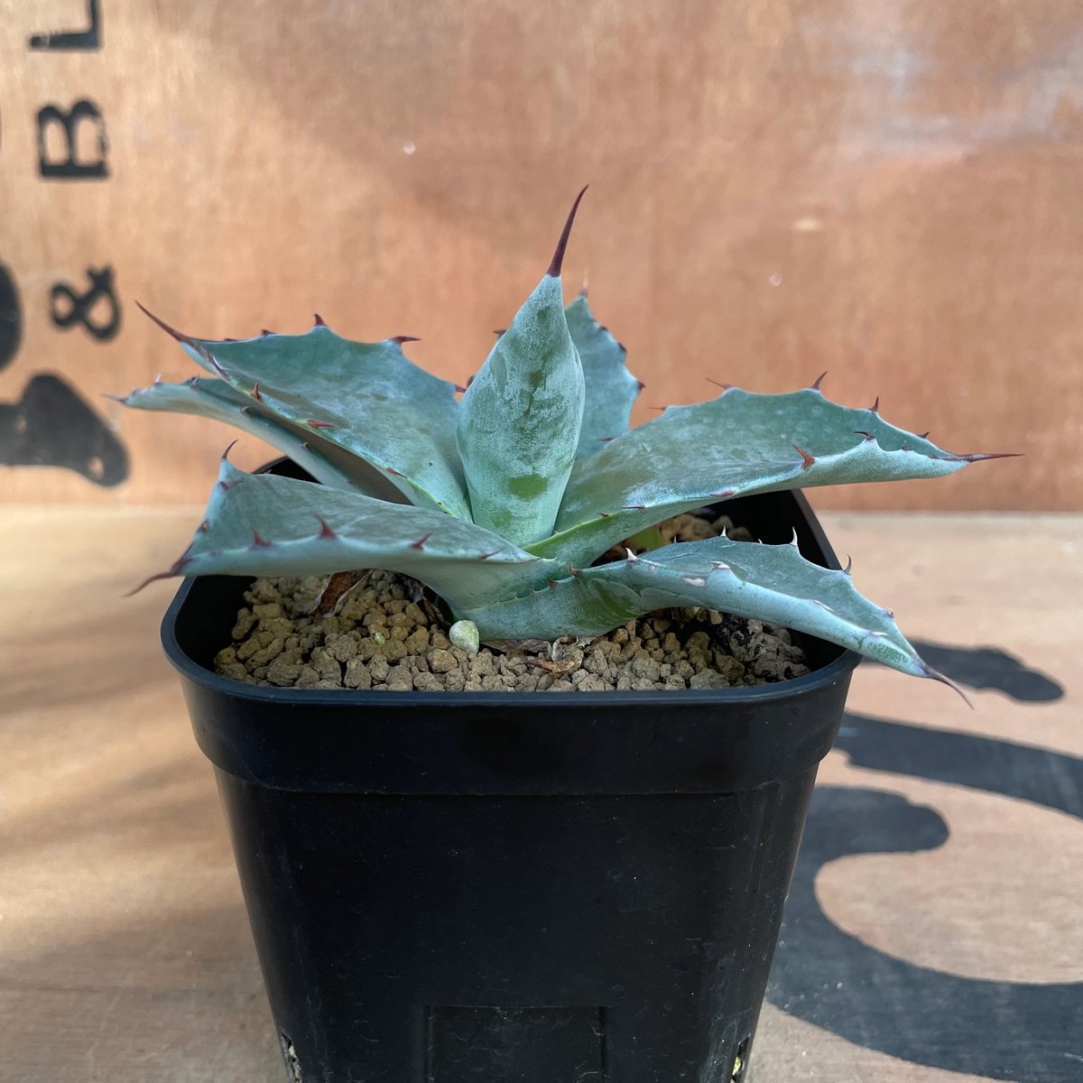 No.001 アガベ パラサナ ハイブリッド / Agave Parrasana Hybrid