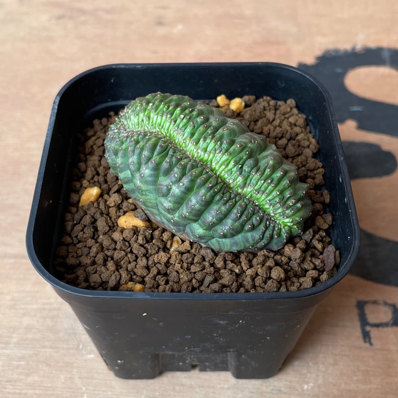 No.066 ユーフォルビア オベサ / Euphorbia Obesa モンスト 綴化 6