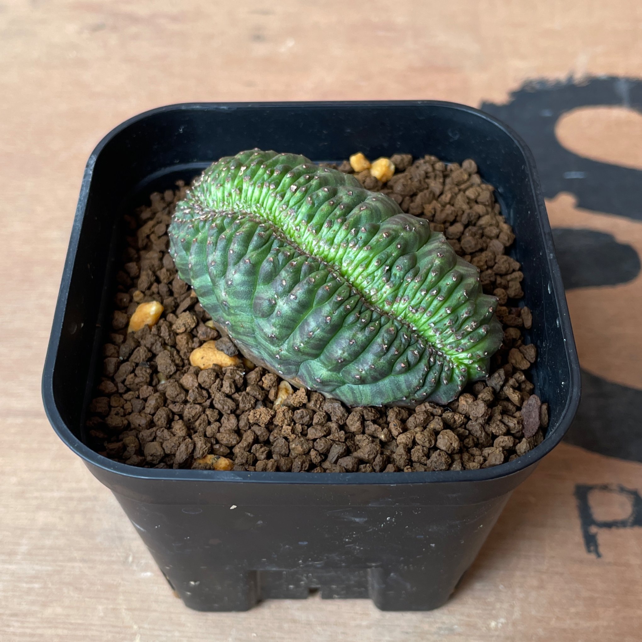 No.066 ユーフォルビア オベサ / Euphorbia Obesa モンスト 綴化 6