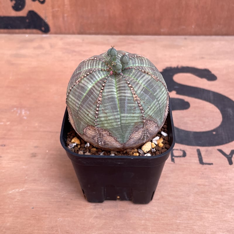 No.009 ユーフォルビア オベサ / Euphorbia Obesa 木質化