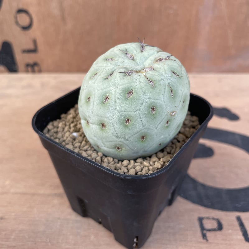 テフロカクタスゲオメトリクス　大株 isla del pescado - Tephrocactus geometricus-テフロカクタス