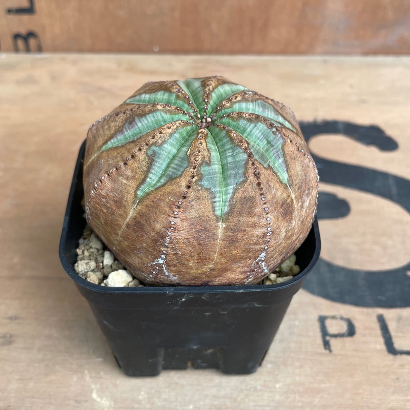 No.063 ユーフォルビア オベサ / Euphorbia Obesa 木質化 φ7.5 x