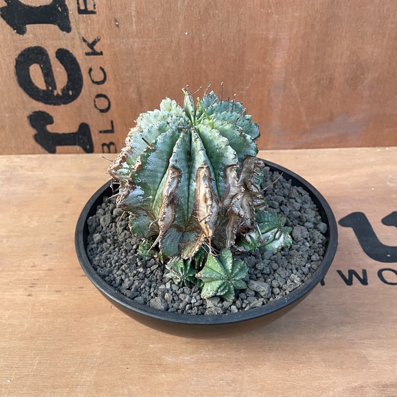 No.023 ユーフォルビア ホリダ / Euphorbia Horrida 木質化 群生