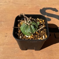 No.057 ユーフォルビア オベサ / Euphorbia Obesa 分頭モンスト 綴化