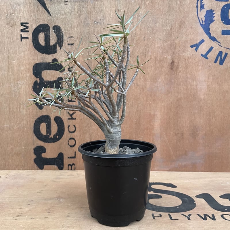 No.001 ユーフォルビア バルサミフェラ / Euphorbia Balsamifera