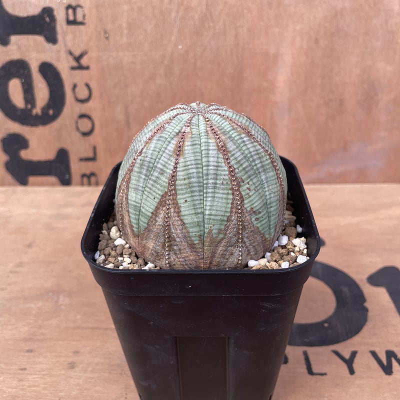 No.016 ユーフォルビア オベサ / Euphorbia Obesa 木質化 美形