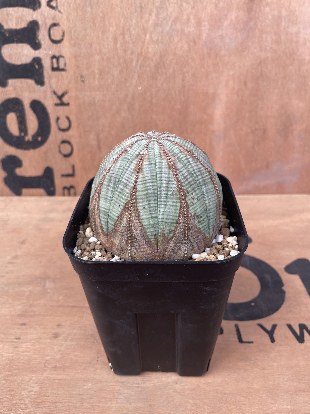 選抜株 木質 希少 ユーフォルビア オベサ Euphorbia obesa 美形 選抜株 木質 希少 ユーフォルビア オベサ Euphorbia obesa 美形