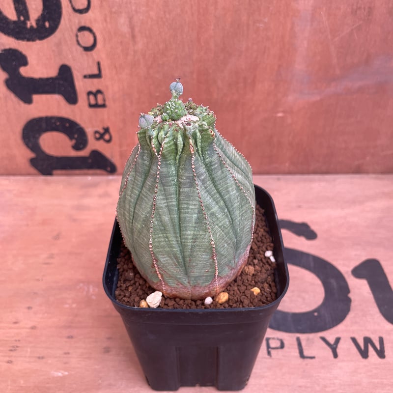 大株 胴太 ユーフォルビア オベサ No.035 ユーフォルビア オベサ / Euphorbia Obesa 大株 Φ7 x H9