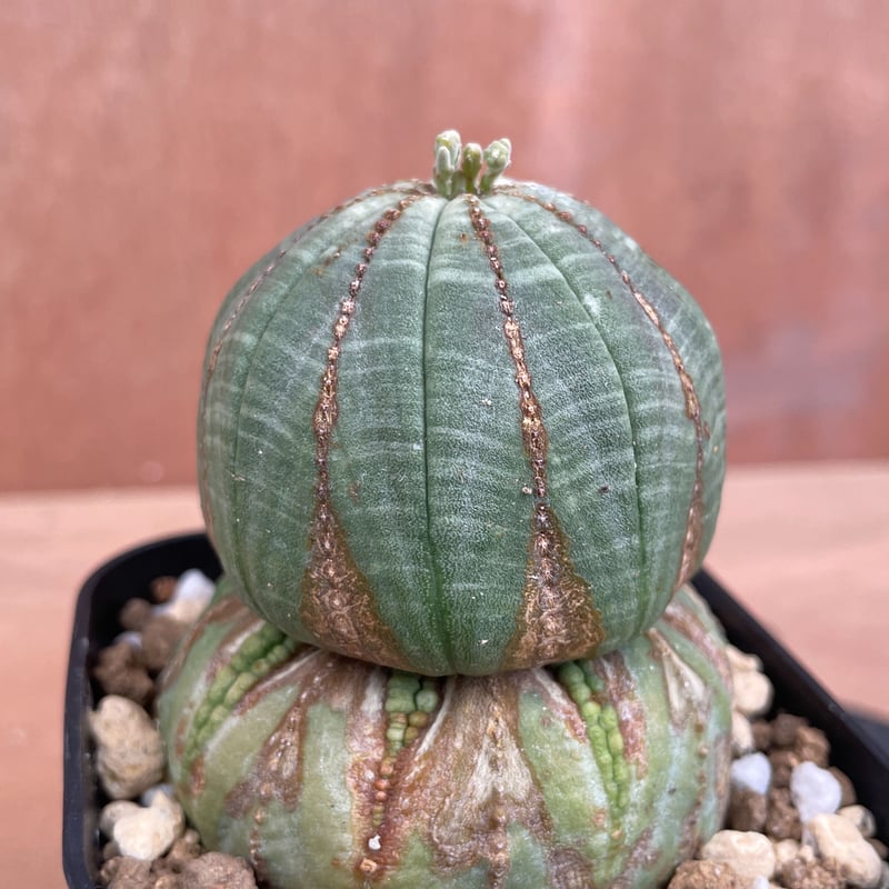No.013 ユーフォルビア オベサ / Euphorbia Obesa 木質化 異形 No.013 ユーフォルビア オベサ / Euphorbia Obesa 木質化 異形