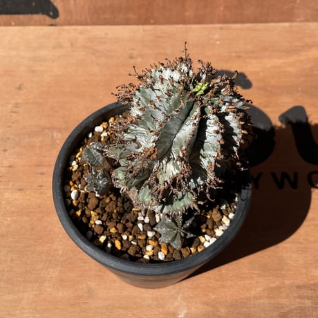 No.003 ユーフォルビア ホリダ♀ / Euphorbia Horrida "白衣ホリダ"  発根済み