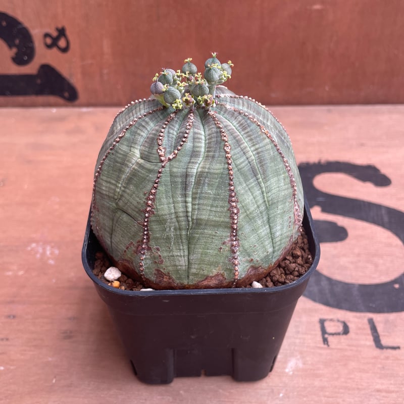 ユーフォルビア　オベサ　3点セット　まん丸　多稜　のっぽ 12稜】多稜タイプ Euphorbia Obesa ユーフォルビア オベサ
