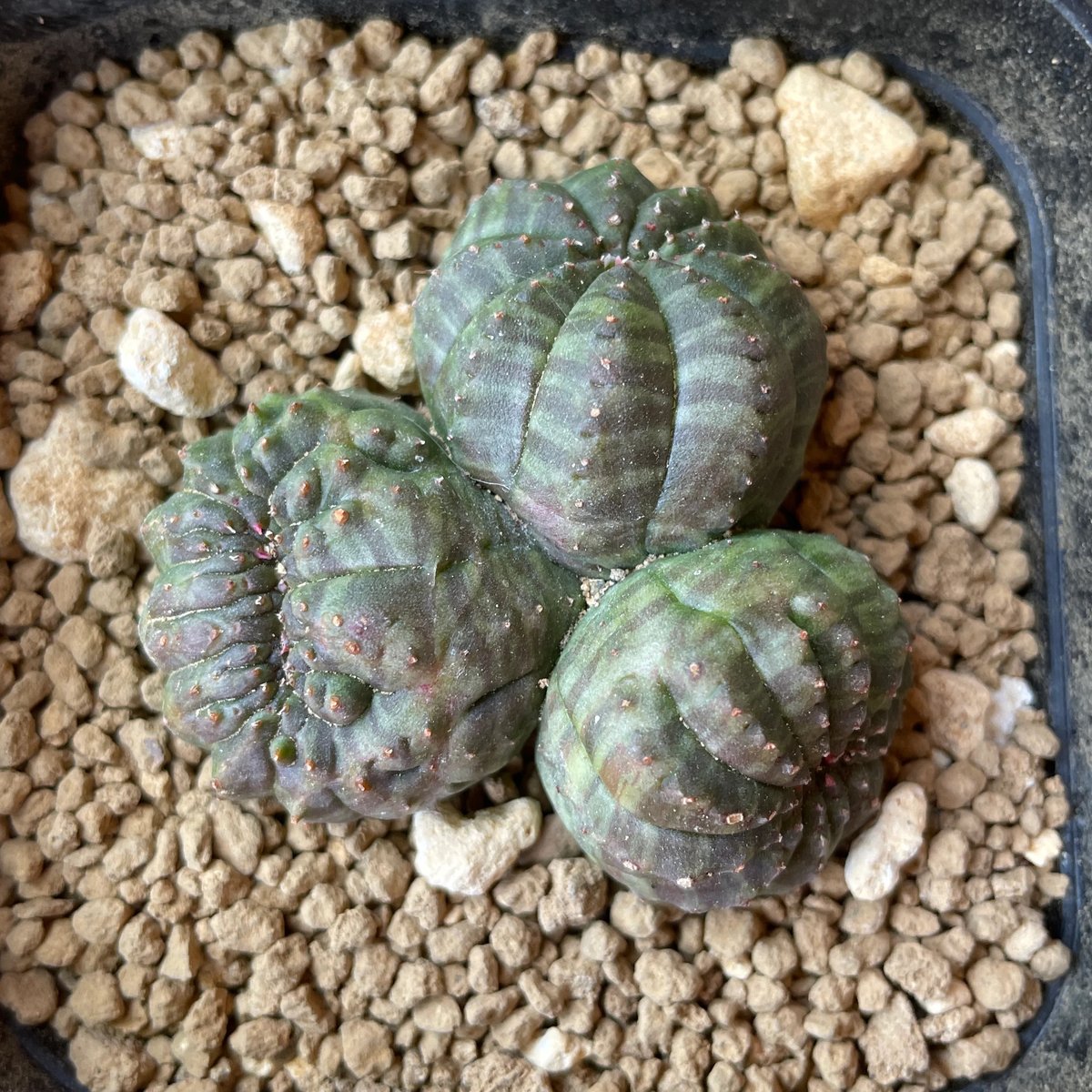 No.057 ユーフォルビア オベサ / Euphorbia Obesa 分頭モンスト 綴化 