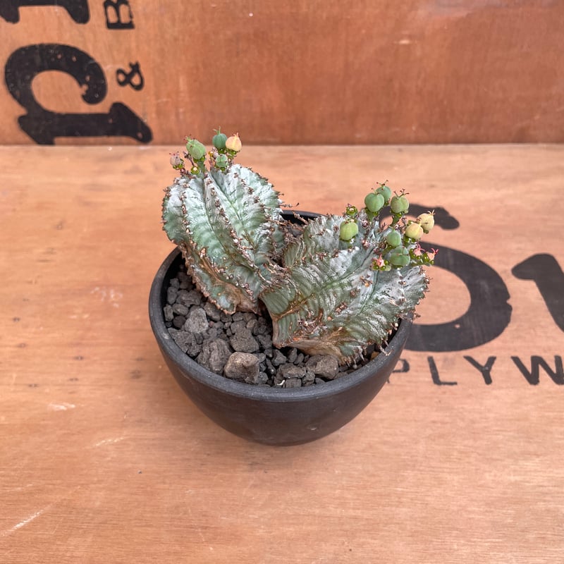 ユーフォルビア白衣ホリダ No.015 ユーフォルビア ホリダ / Euphorbia Horrida 