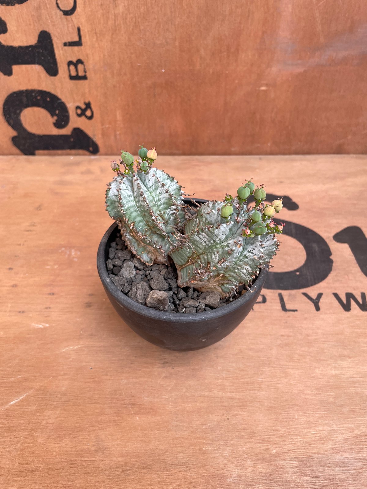 ユーフォルビア　ホリダ　RS202 ② ユーフォルビア ホリダ RS202 ② ユーフォルビア・ホリダの基本