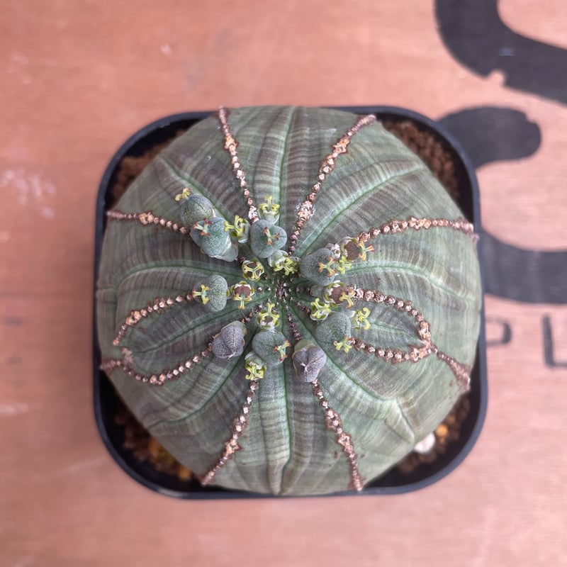 No.039 ユーフォルビア オベサ / Euphorbia Obesa まん丸 大株 Φ8
