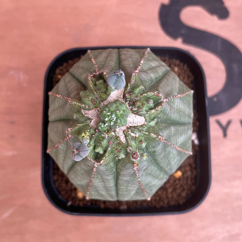 No.035 ユーフォルビア オベサ / Euphorbia Obesa 大株 Φ7 x H9