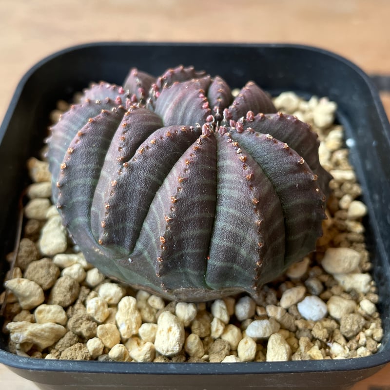 No.060 ユーフォルビア オベサ / Euphorbia Obesa モンスト 綴化 5