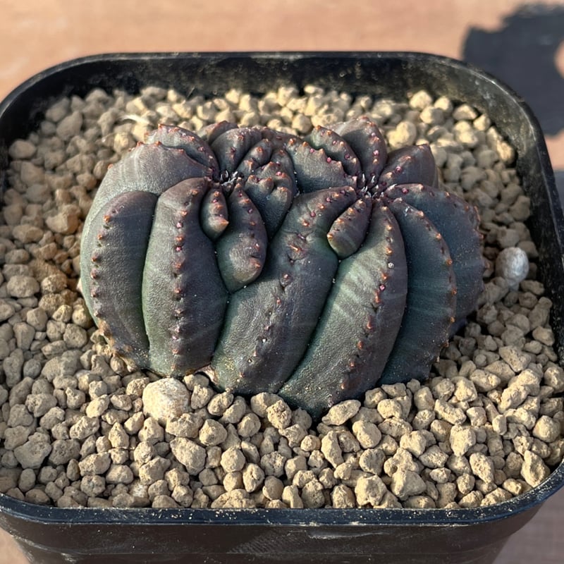 No.056 ユーフォルビア オベサ / Euphorbia Obesa モンスト 綴化 5