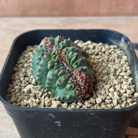 特大　ヴィンテージ　オベサ　モンスト 2025年最新】ユーフォルビア オベサ モンストの人気アイテム