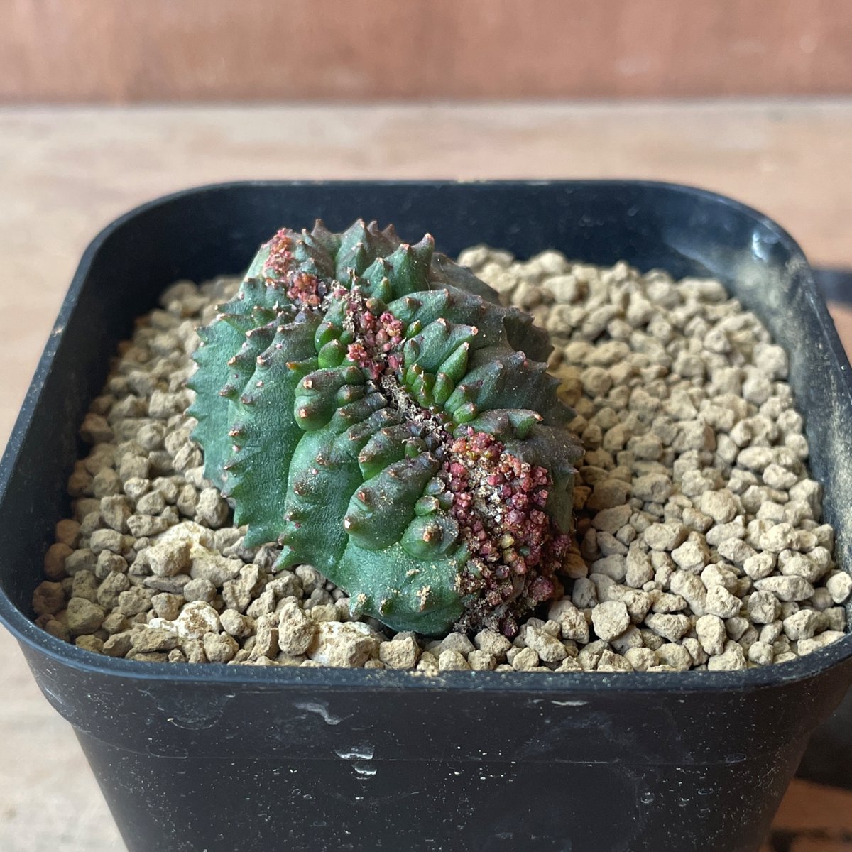 No.062 ユーフォルビア オベサ / Euphorbia Obesa モンスト 綴化 4.