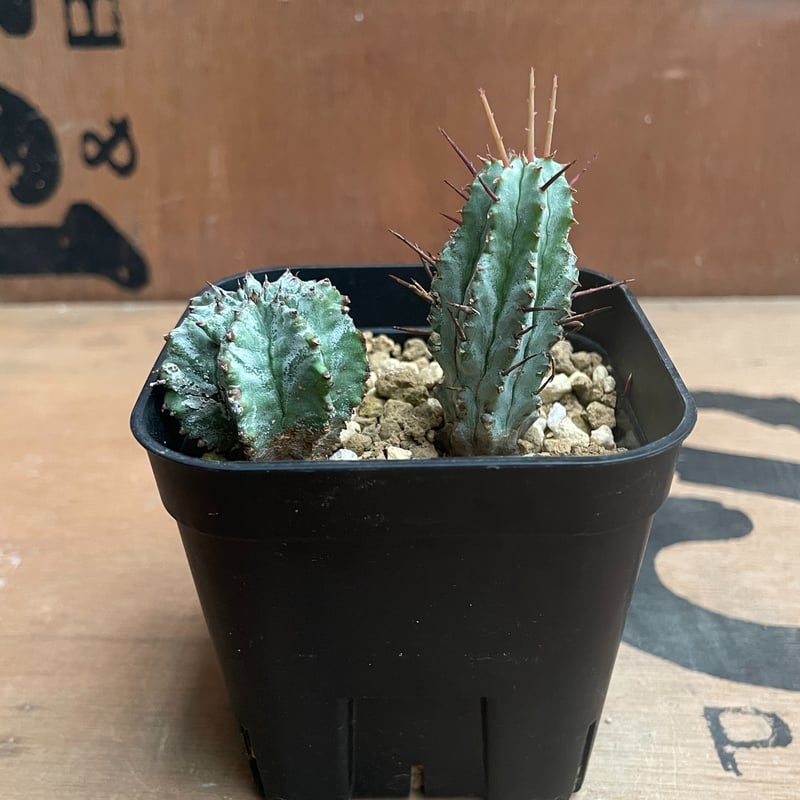ユーフォルビア ホリダ ◆鉢ごと子株付き No.028 ユーフォルビア ホリダ / Euphorbia Horrida 子株×2 | N