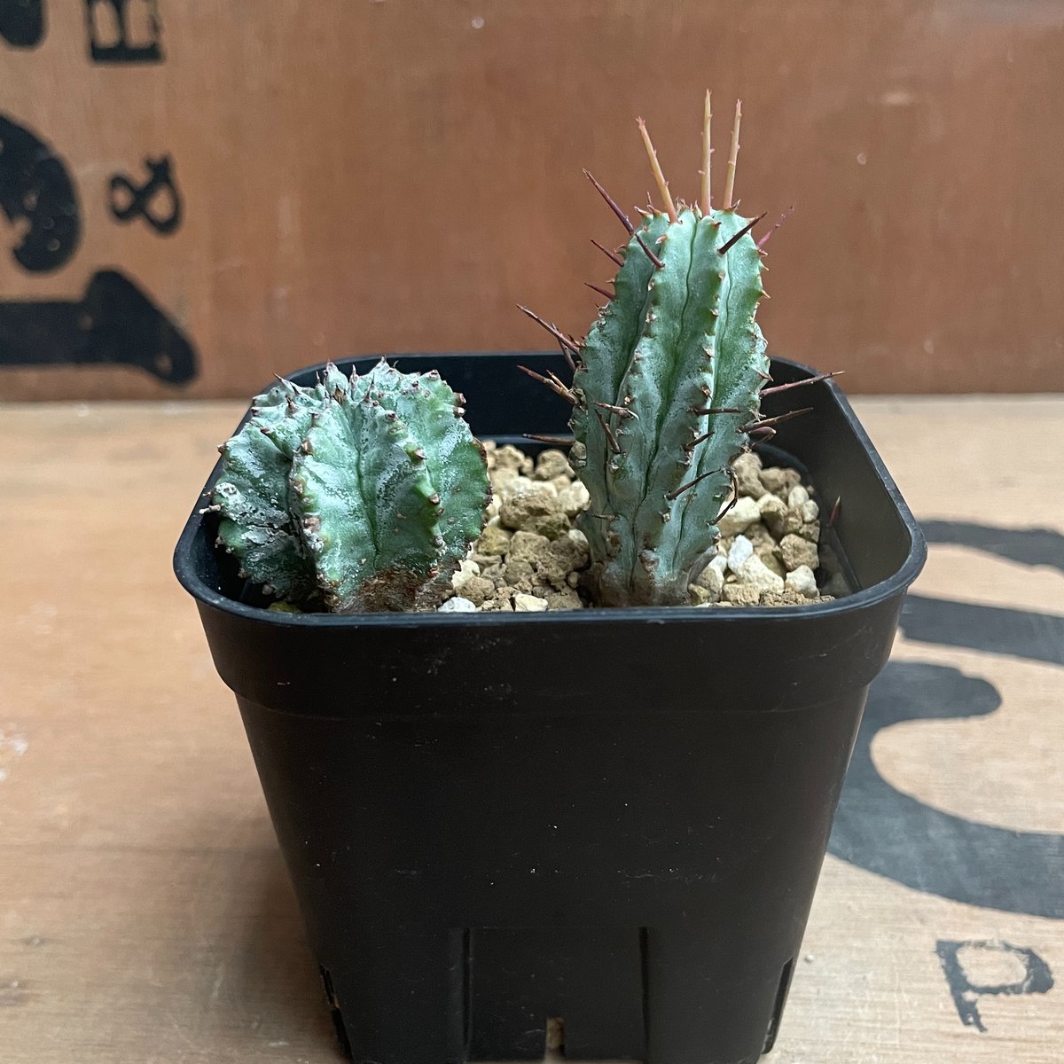 ユーフォルビア ホリダ ◆鉢ごと子株付き ユーフォルビア ホリダ ◇鉢ごと子株付き