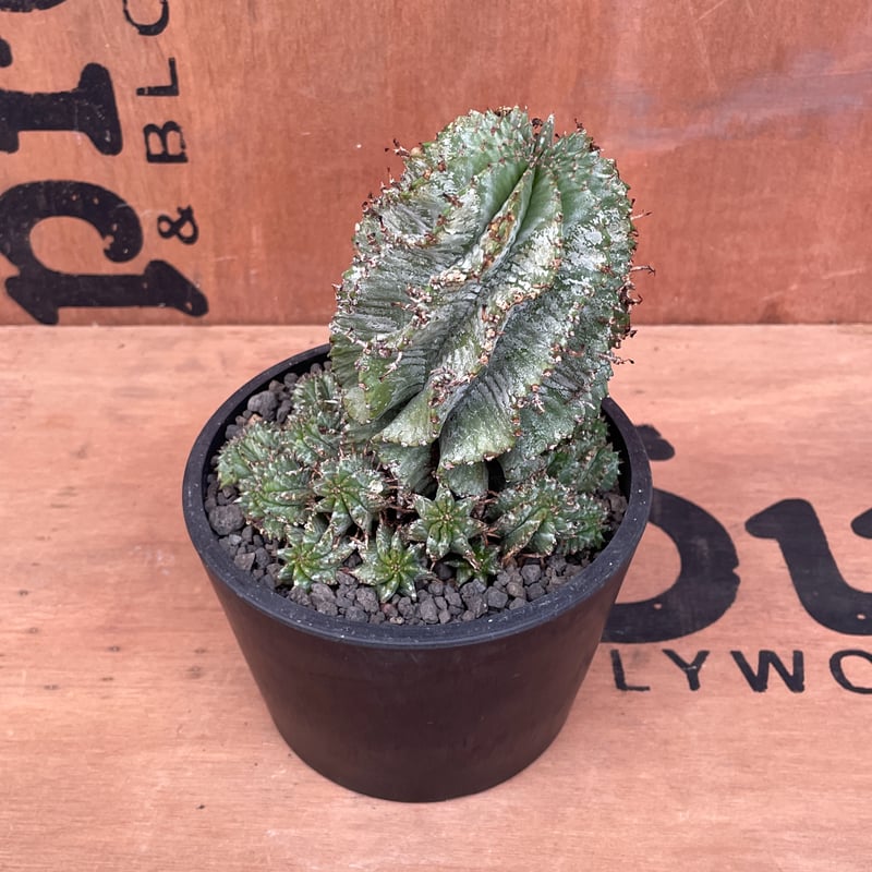 No.025 ユーフォルビア ホリダ / Euphorbia Horrida 群生株 Φ12