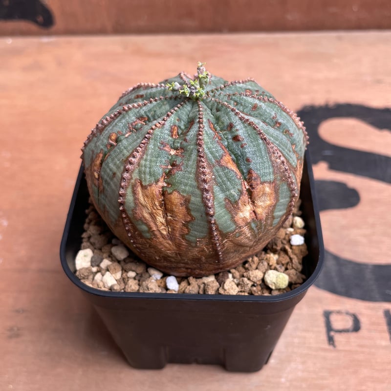 バリダ×オベサ　木質化 バリダ×オベサ 木質化 - メルカリ