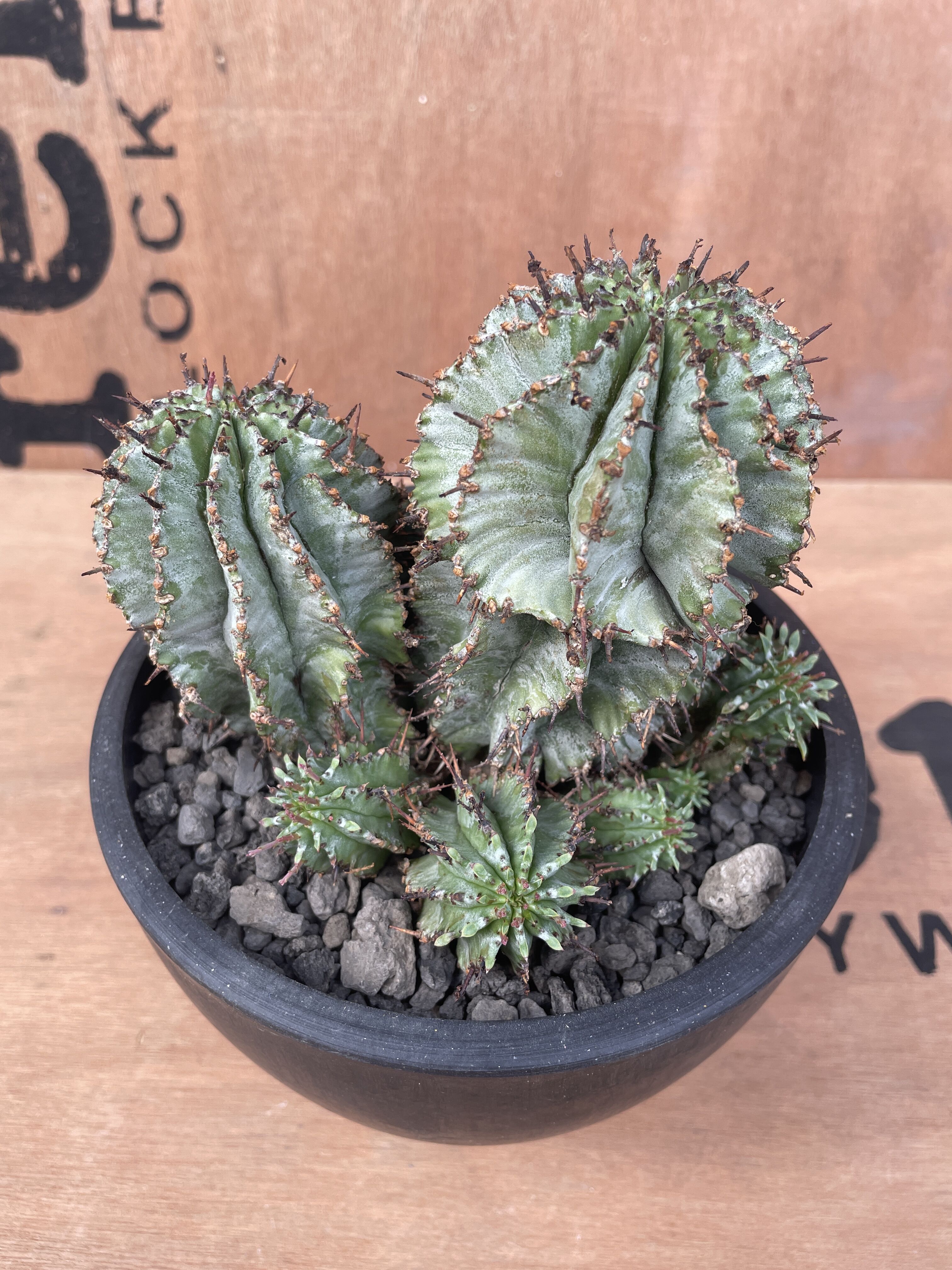 No.022 ユーフォルビア ホリダ / Euphorbia Horrida 群生株 Φ13