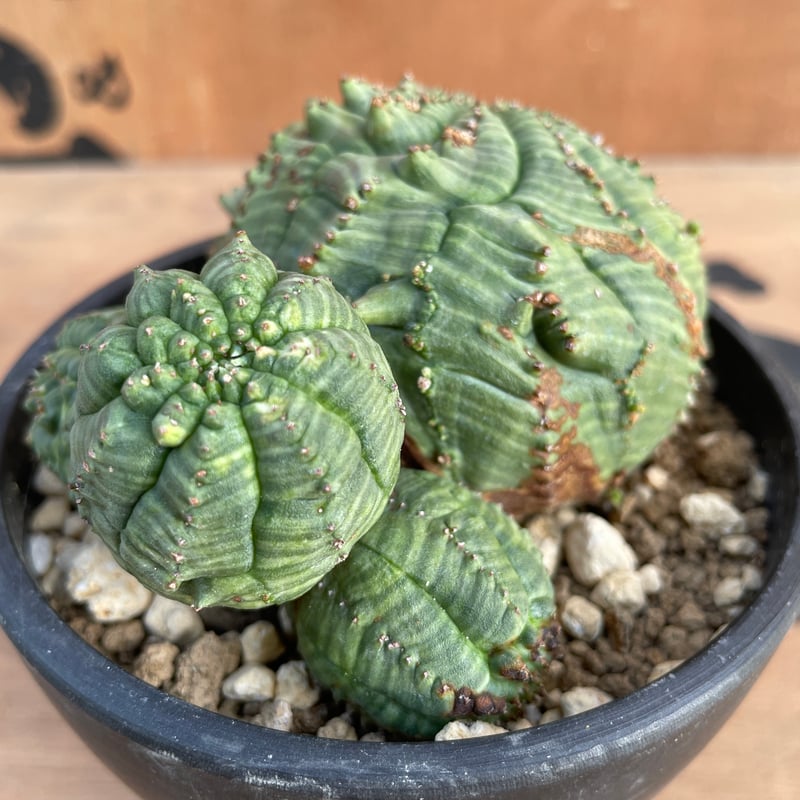 No.069 ユーフォルビア オベサ / Euphorbia Obesa 9.5 x 4 cm