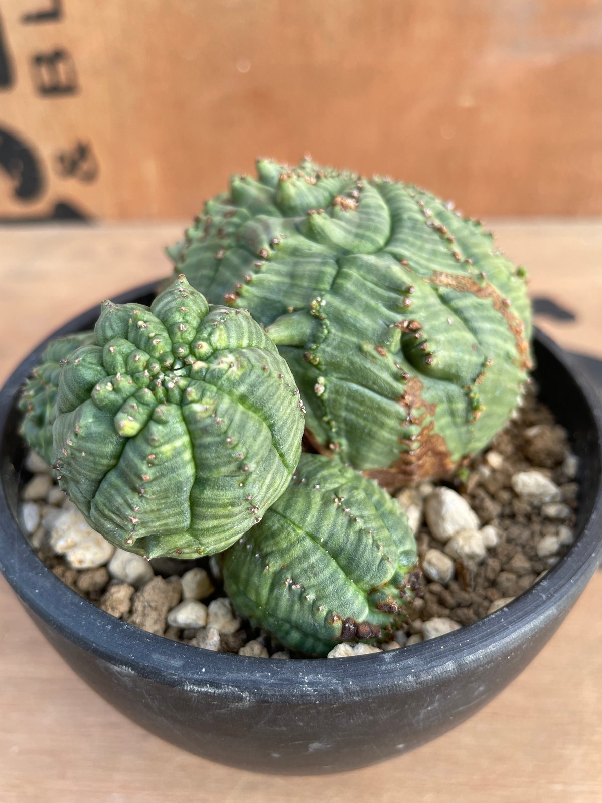 No.069 ユーフォルビア オベサ / Euphorbia Obesa 9.5 x 4 cm