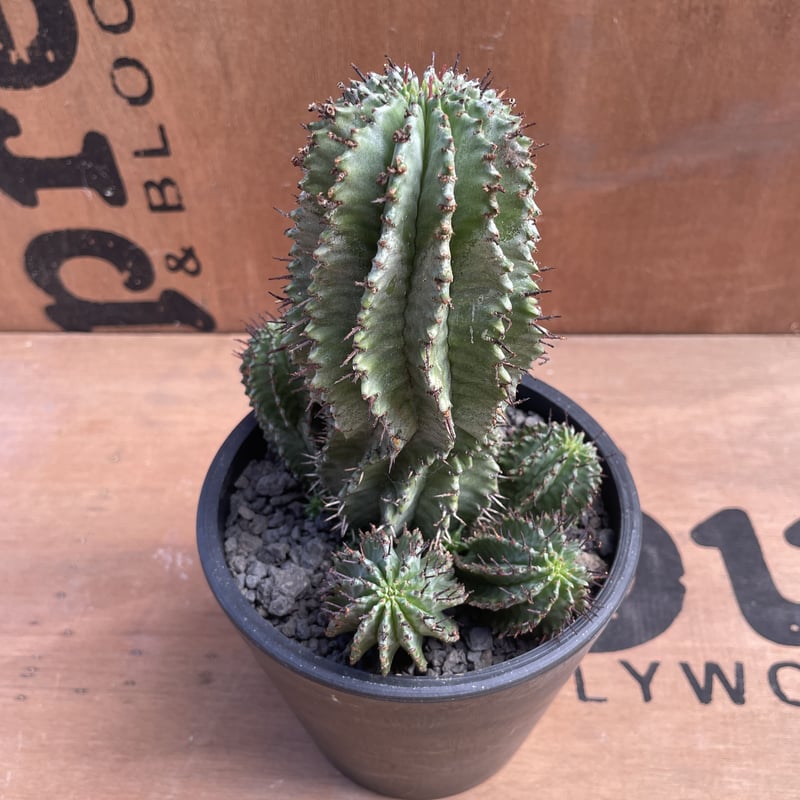ユーフォルビア ホリダ No.017 ユーフォルビア ホリダ / Euphorbia Horrida 特選株 Φ13