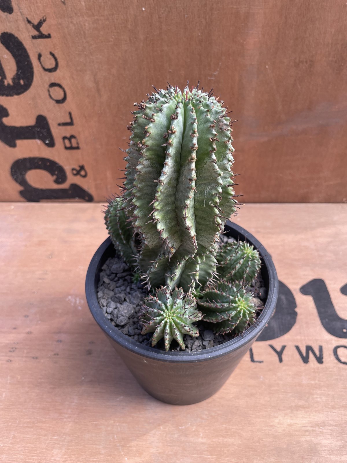 ユーフォルビア・ホリダ　Euphorbia horrida 085206355897755e5cf080fd6d41ce